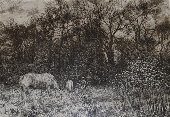 Jo Barry, etching Early Foal, 20 x 27 cms